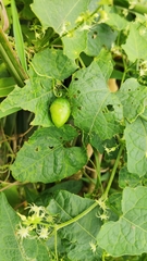 Actinostemma tenerum