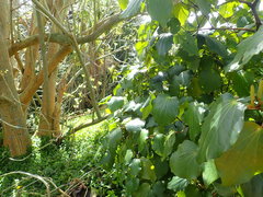 Erythrina ×sykesii