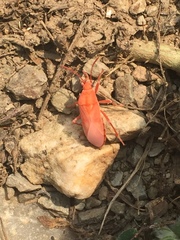 Spilostethus pandurus