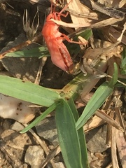 Spilostethus pandurus