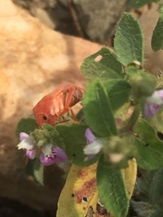 Spilostethus pandurus