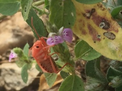 Spilostethus pandurus