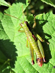 Odontopodisma decipiens