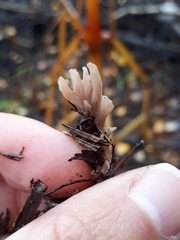 Lentaria byssiseda