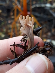 Lentaria byssiseda