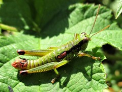 Odontopodisma decipiens