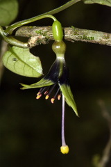 Fuchsia perscandens