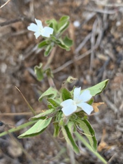 Dyschoriste setigera