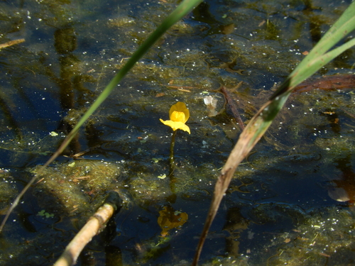 Utricularia neglecta