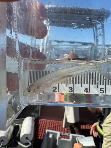 Langvinspiering (Spirinchus thaleichthys) — Osmeridae — 4