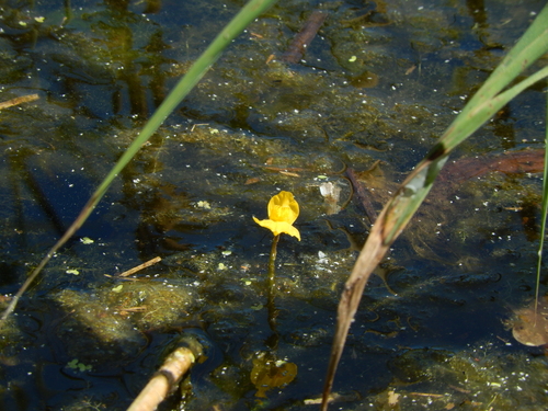 Utricularia × neglecta, photograph 1
