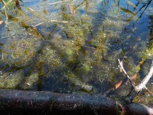 Utricularia × neglecta, photograph 2