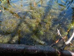 Utricularia × neglecta, photograph Jakub Šidlík, CC BY, iNaturalist via GBIF