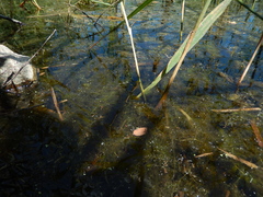 Utricularia × neglecta, photograph Jakub Šidlík, CC BY, iNaturalist via GBIF