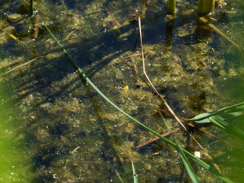Utricularia × neglecta, photograph 4