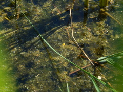 Utricularia × neglecta, photograph Jakub Šidlík, CC BY, iNaturalist via GBIF