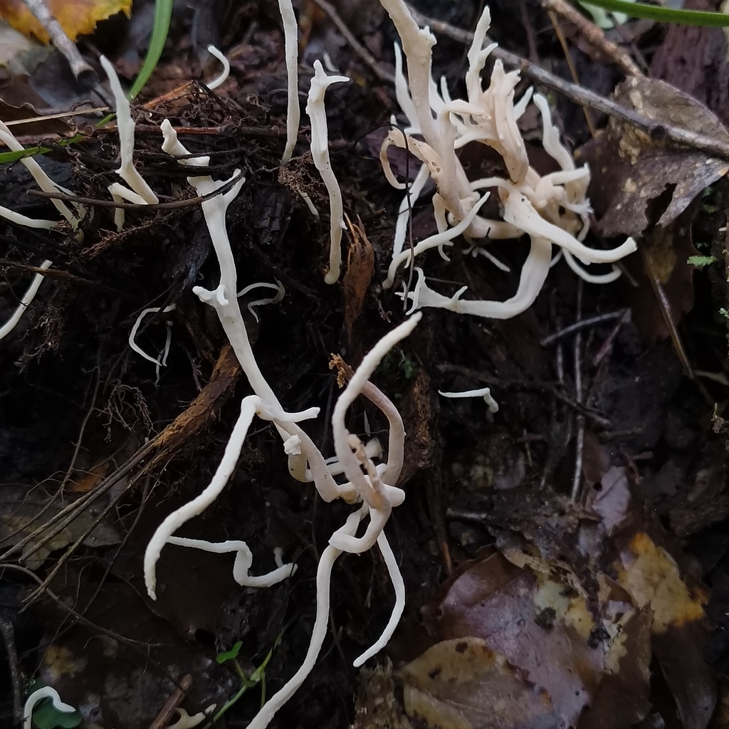 Clavulina · July 2025 · photo: © zedt (iNaturalist, cc-by)