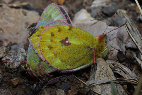 Colias wanda
