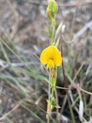 Zornia capensis capensis