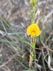 Zornia capensis capensis