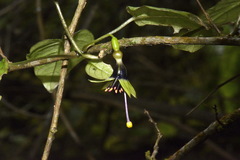 Fuchsia perscandens