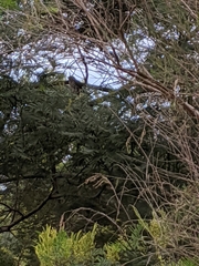 Chrysococcyx basalis