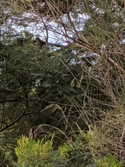 Chrysococcyx basalis