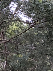 Chrysococcyx basalis