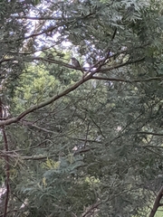 Chrysococcyx basalis