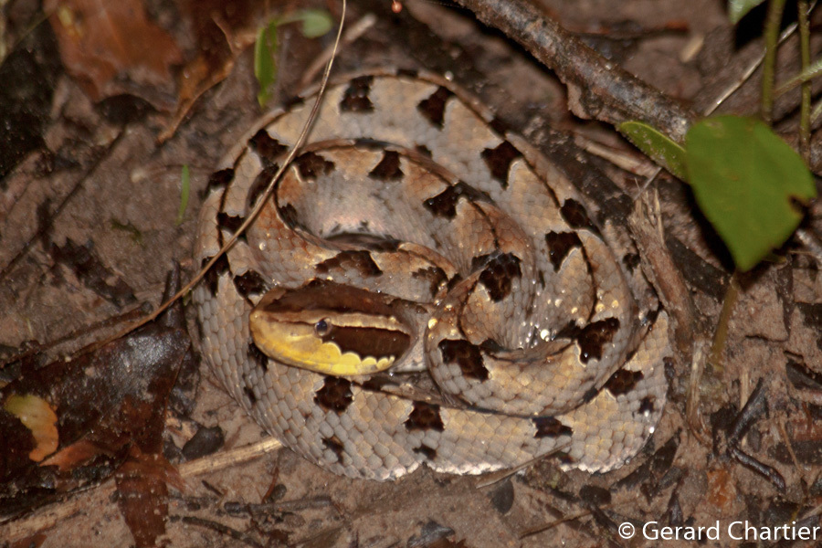 Malayan Pit Viper