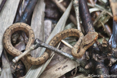 Pareas carinatus