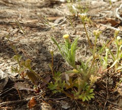 Podotheca angustifolia