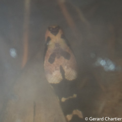 Homalopsis mereljcoxi