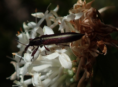 Rhinotia suturalis