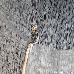 Coelognathus radiatus