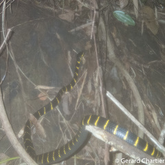 Boiga melanota
