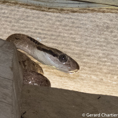 Boiga siamensis