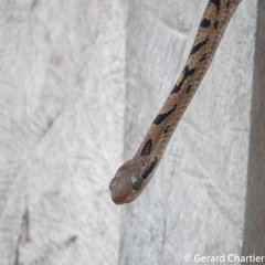 Boiga siamensis