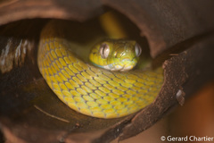 Boiga cyanea