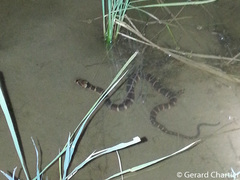 Homalopsis mereljcoxi