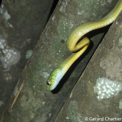 Boiga cyanea
