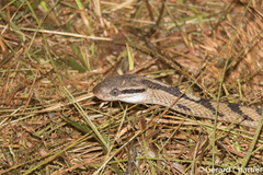 Boiga siamensis