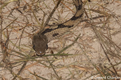Boiga siamensis