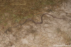 Boiga siamensis