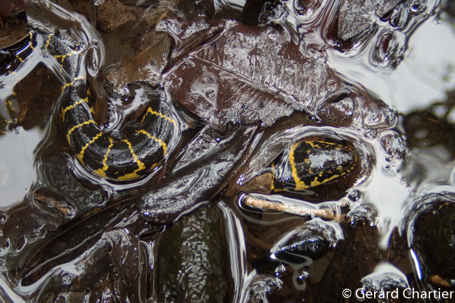 Bocourt's Water Snake from Tatai Commune, Koh Kong Province, Cambodia