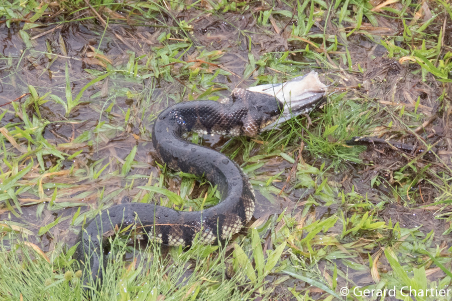 Bocourt's Mud Snake