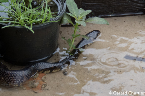 Bocourt's Water Snake