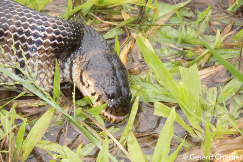 Bocourt's Water Snake
