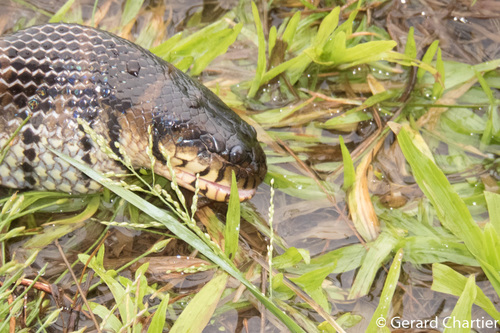 Bocourt's Water Snake