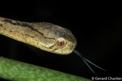 Pareas carinatus